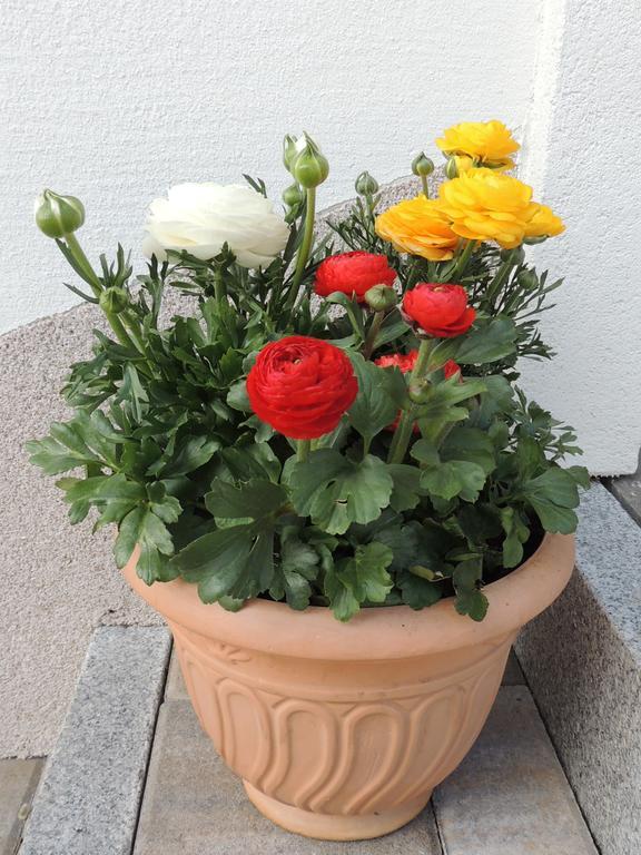 Ferienwohnungen Durst Roswitha Schattwald Esterno foto
